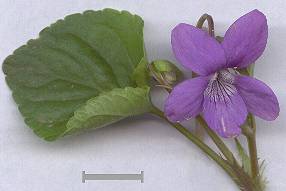 Viola canina - Hunds-Veilchen - dog violet