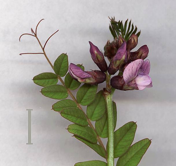 Vicia sepium - Zaunwicke - bush vetch