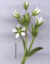 Cerastium holosteoides - Cerastium vulgatum - Gemeines Hornkraut - common mouse-ear chickweed