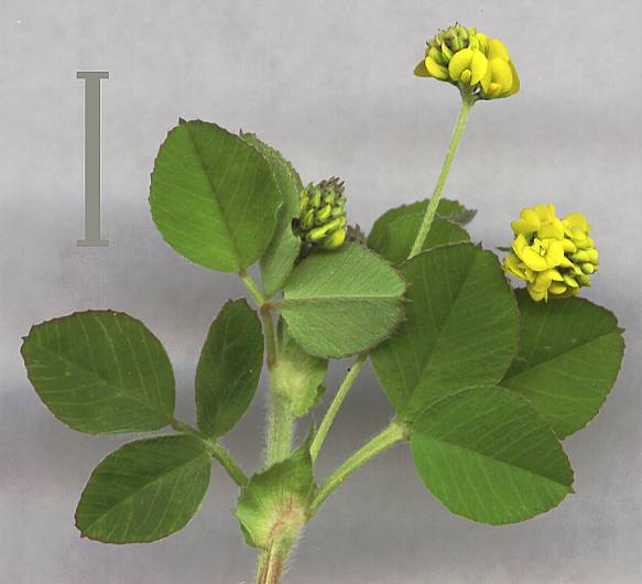 Medicago lupulina - Hopfenklee - black medick