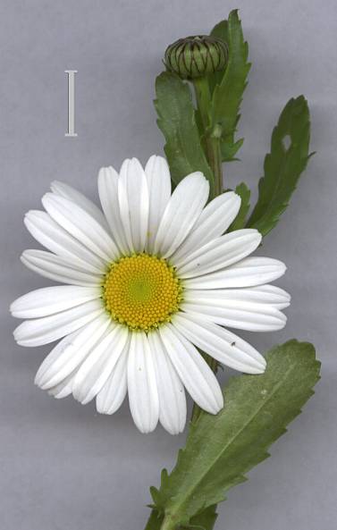 Chrysanthemum leucanthemum - Wiesen-Wucherblume - Margerite