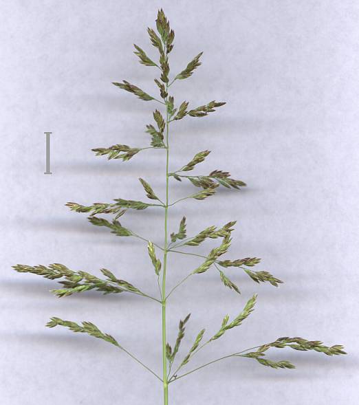 Poa pratensis - Wiesen-Rispengras