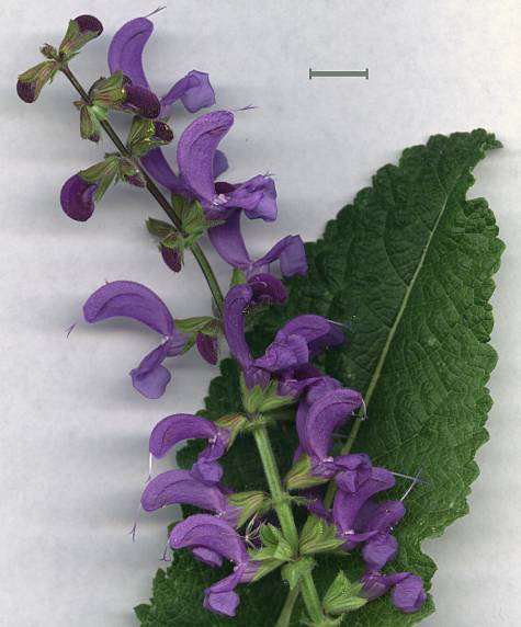 Salvia pratensis - Wiesen-Salbei