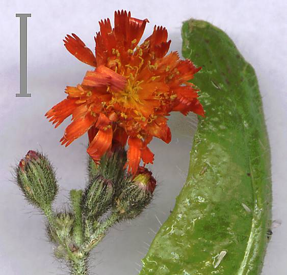 Hieracium aurantiacum - Orangerotes Habichtskraut