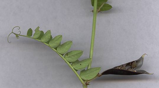 Vicia sepium - Zaunwicke
