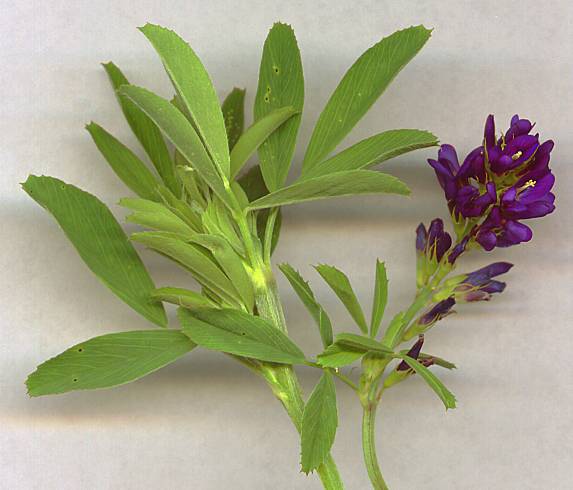 Medicago sativa - Blaue Luzerne, Alfalfa