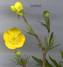 Ranunculus bulbosus - Knolliger Hahnenfuß