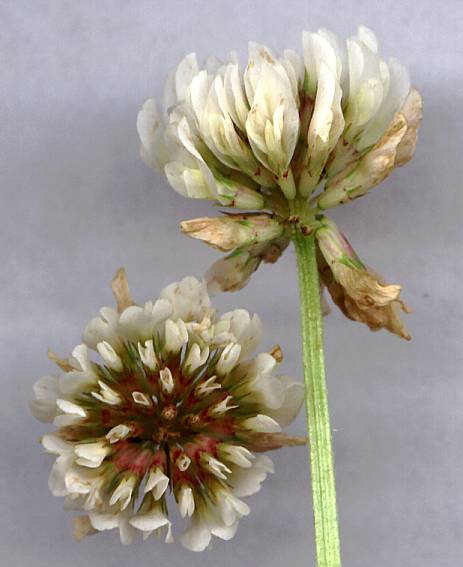 Trifolium repens - Weiß-Klee