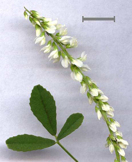 Melilotus albus - Weißer Steinklee