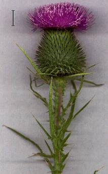 Cirsium vulgare - Gemeine Kratzdistel