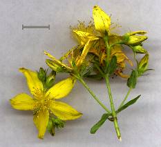 Hypericum perforatum - Johanniskraut - Tüpfel-Hartheu