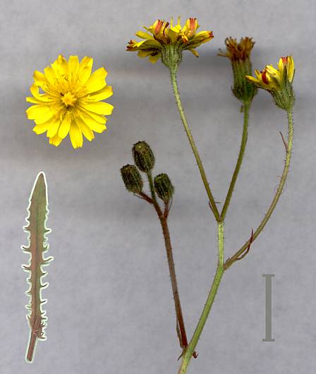 Crepis capillaris - Grüner Pippau