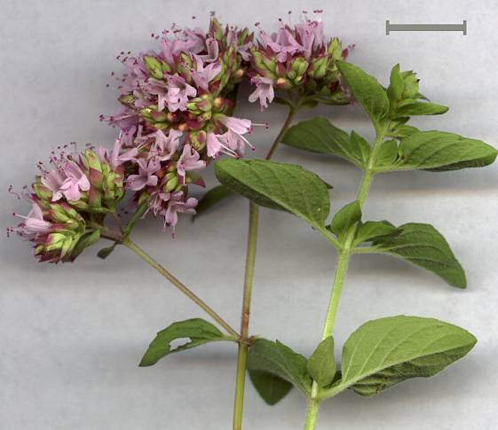 Origanum vulgare - Gewöhnlicher Dost