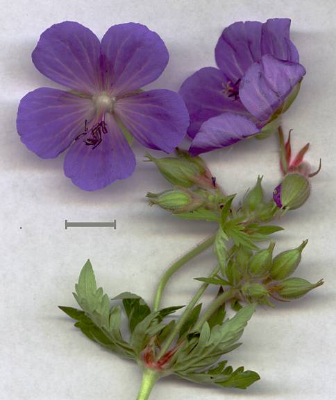 Geranium pratense - Wiesen-Storchschnabel