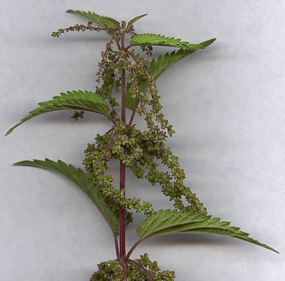 Urtica dioica - Groe Brennessel - stinging nettle