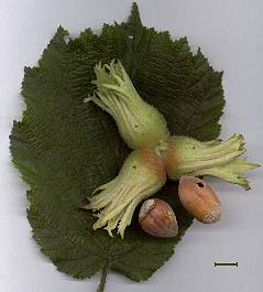 Corylus avellana - Hasel