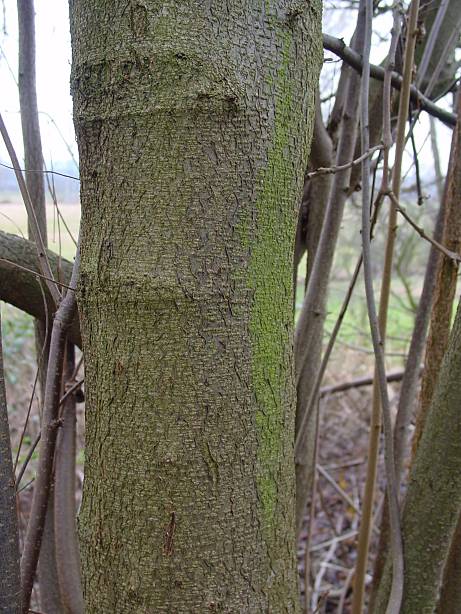 Corylus avellana - Hasel