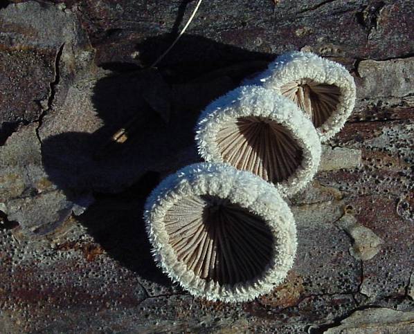 Crepidotus variabilis - Gemeines Stummelfüßchen