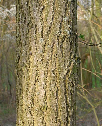 Robinia pseudoacacia - Robinie