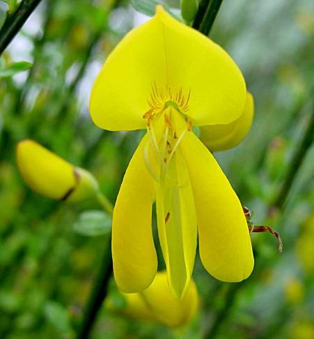 Cytisus scoparius - Besenginster