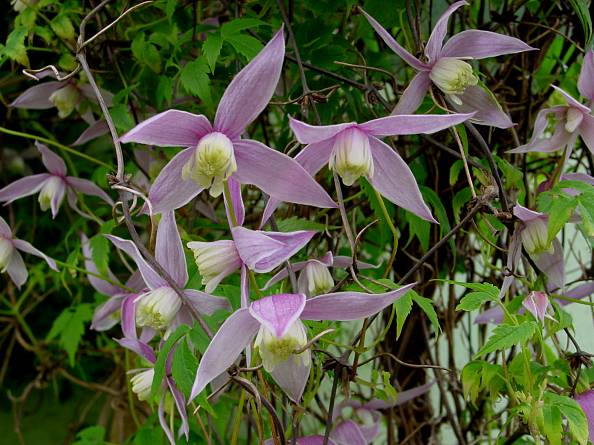 Clematis alpina - Alpen-Waldrebe