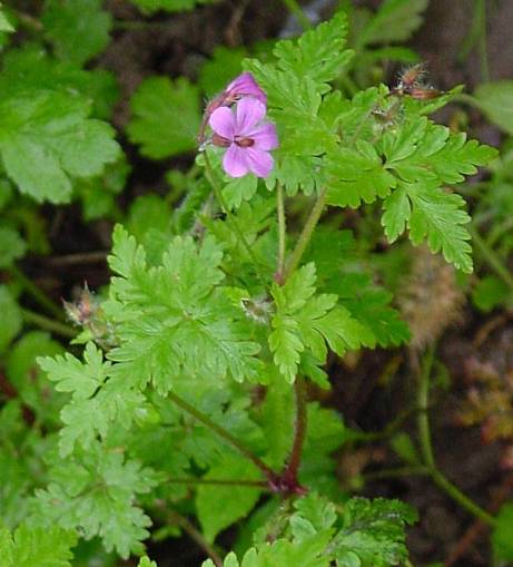 Geranium robertianum - Stinkender Storchschnabel - Ruprechtskraut