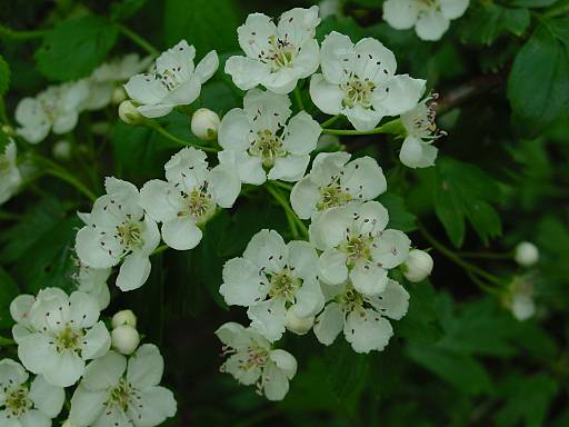 Crataegus monogyna - eingriffliger Weißdorn