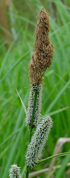Carex (acutiformis?) - Sumpf-Segge?