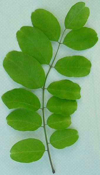 Robinia pseudoacacia - Robinie