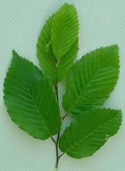 Carpinus betulus - Hainbuche