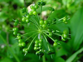 Allium ursinum - Bären-Lauch