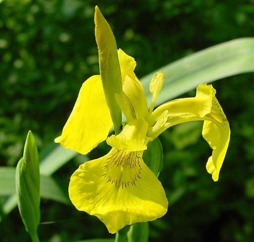Iris pseudacorus - Wasser-Schwertlilie