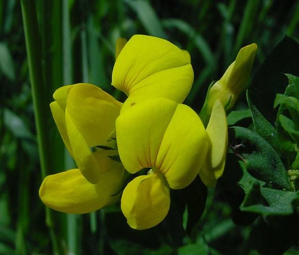 Lotus corniculatus - gemeiner Hornklee