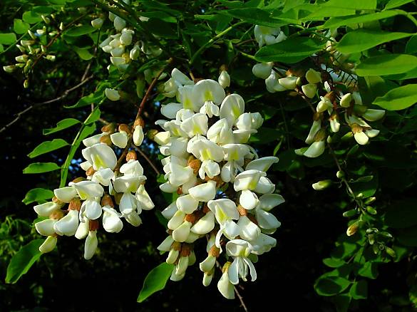 Robinia pseudoacacia - Robinie