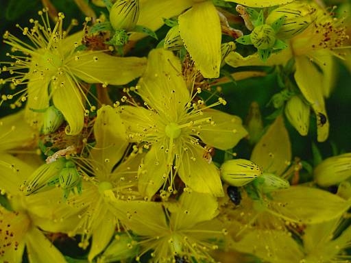 Hypericum perforatum - Johanniskraut - Tüpfel-Hartheu