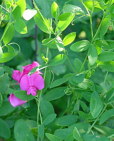 Lathyrus tuberosus - Knollen-Platterbse