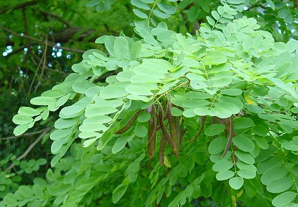 Robinia pseudoacacia - Robinie