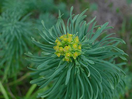 Euphorbia cyparissias - Zypressen-Wolfsmilch