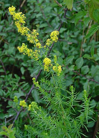 Galium verum - Echtes Labkraut