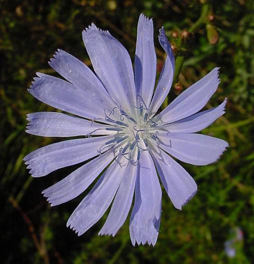 Cichorium intybus - Gemeine Wegwarte