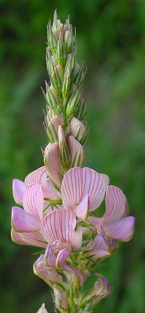 Onobrychis viciifolia - Saat-Esparsette