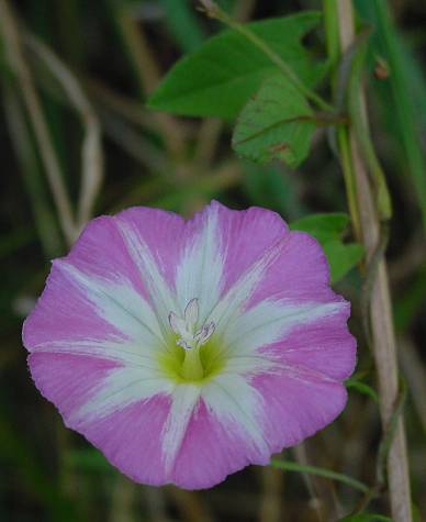 Convolvulus arvensis - Ackerwinde