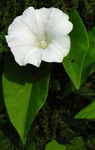 Calystegia sepium - Zaun-Winde