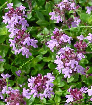 Thymus pulegioides - Feld-Thymian