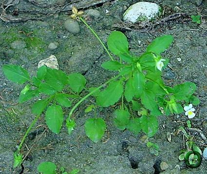 Viola arvensis - Feld-Stiefmütterchen