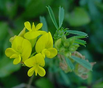 Medicago falcata - Sichel-Luzerne