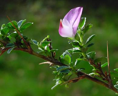 Ononis spinosa - Dornige Hauhechel