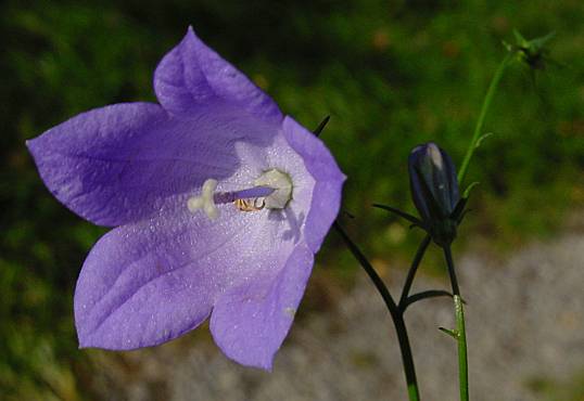 Campanula rotundifolia - Rundblättrige Glockenblume