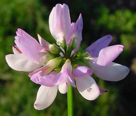 Coronilla varia - Bunte Kronwicke