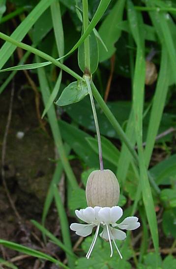 Silene vulgaris - Gewöhnliches Leimkraut